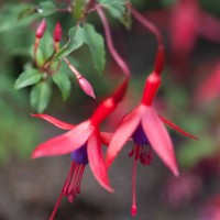Fuchsia